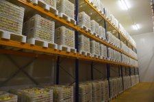 Azerbaijani, Georgian presidents review cold storage complex in Marneuli