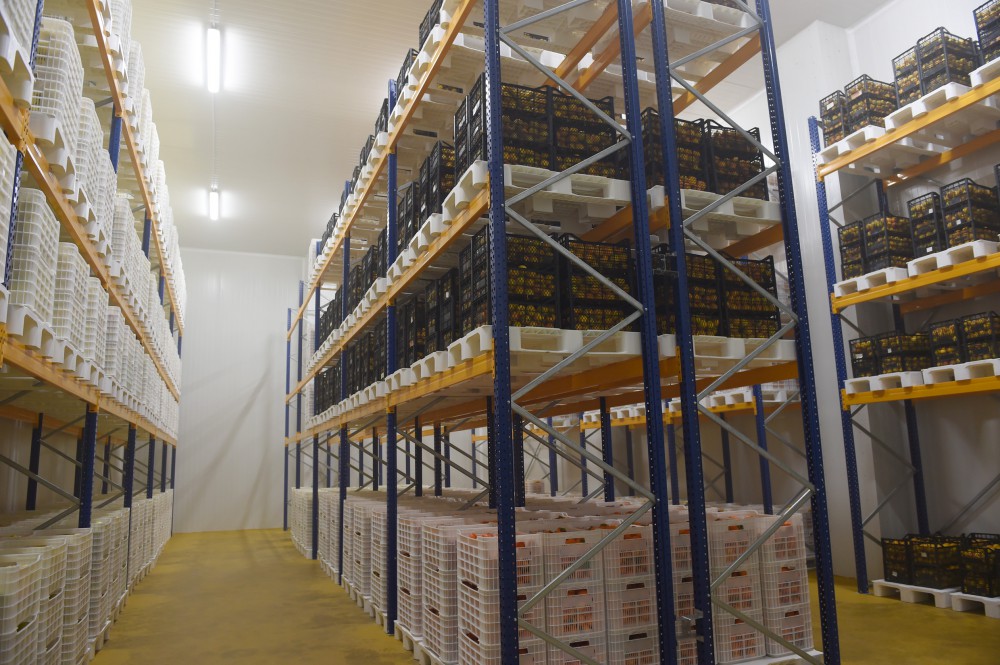 Azerbaijani, Georgian presidents review cold storage complex in Marneuli