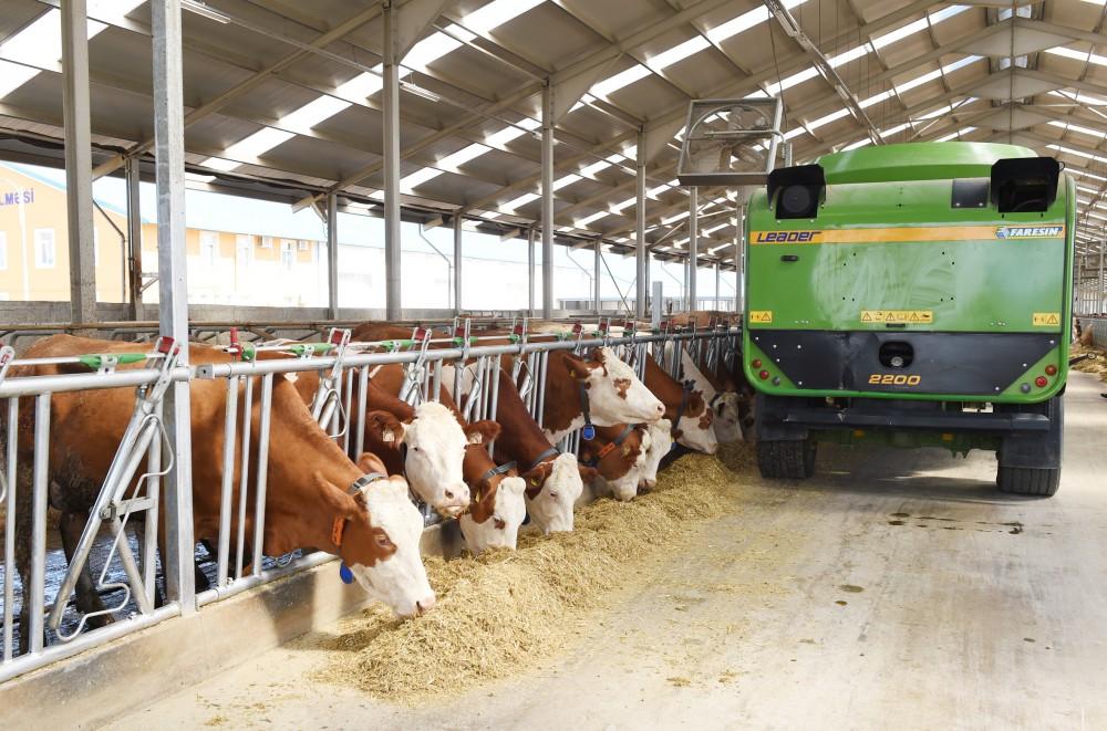 Ilham Aliyev inaugurates Yalama Agropark