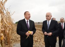 Ilham Aliyev visits “Qarabag Taxil” LLC pilot grain farm in Beylagan