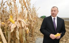 Ilham Aliyev visits “Qarabag Taxil” LLC pilot grain farm in Beylagan