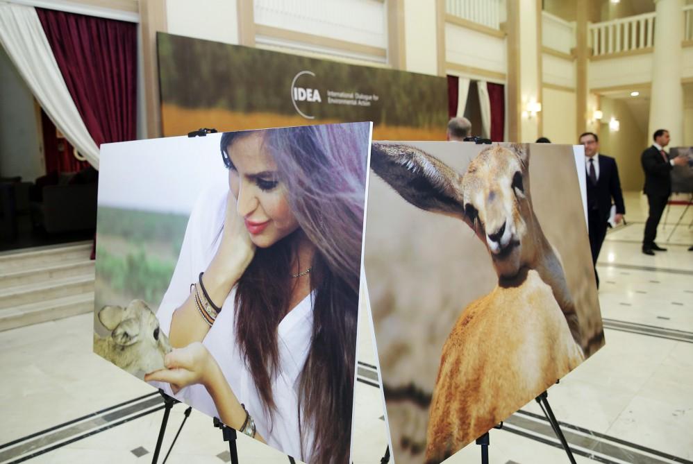 Leyla Aliyeva attends presentation of “Azerbaijan. Saving gazelles” documentary (PHOTO)