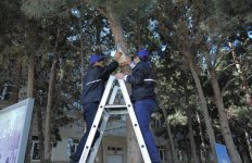 Heydar Aliyev Foundation VP Leyla Aliyeva launches ‘School Gardens’ project