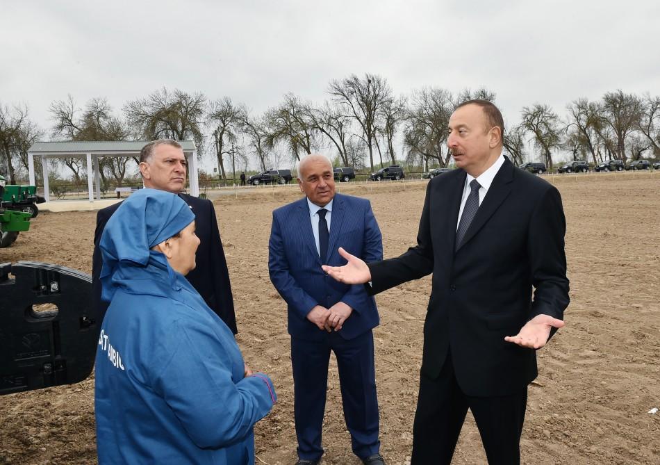 President Aliyev visits cotton plantation in Giragli village (PHOTO)