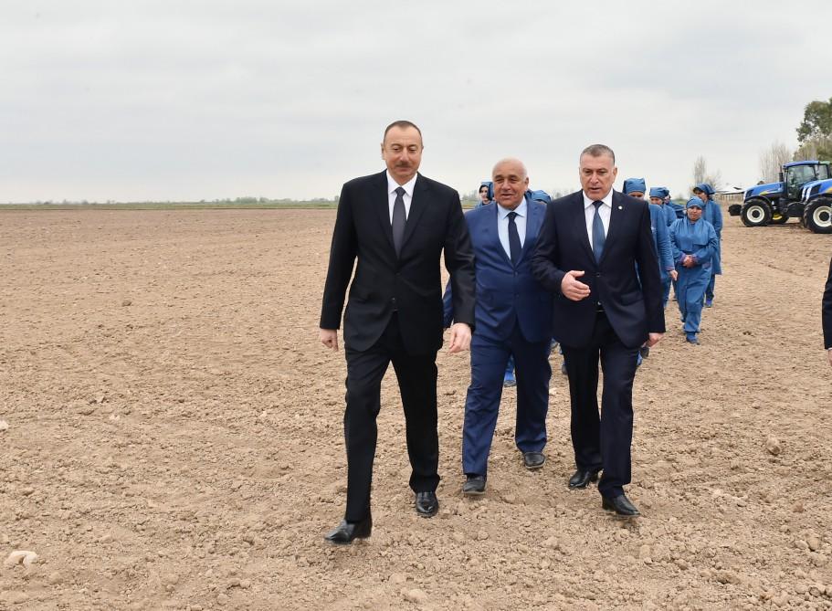 President Aliyev visits cotton plantation in Giragli village (PHOTO)