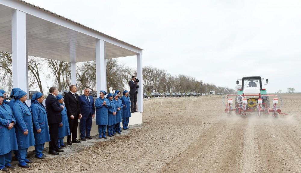 President Aliyev visits cotton plantation in Giragli village (PHOTO)