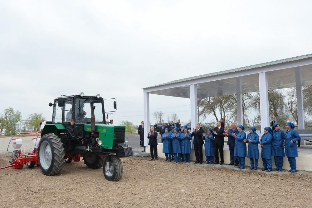 President Aliyev visits cotton plantation in Giragli village (PHOTO)