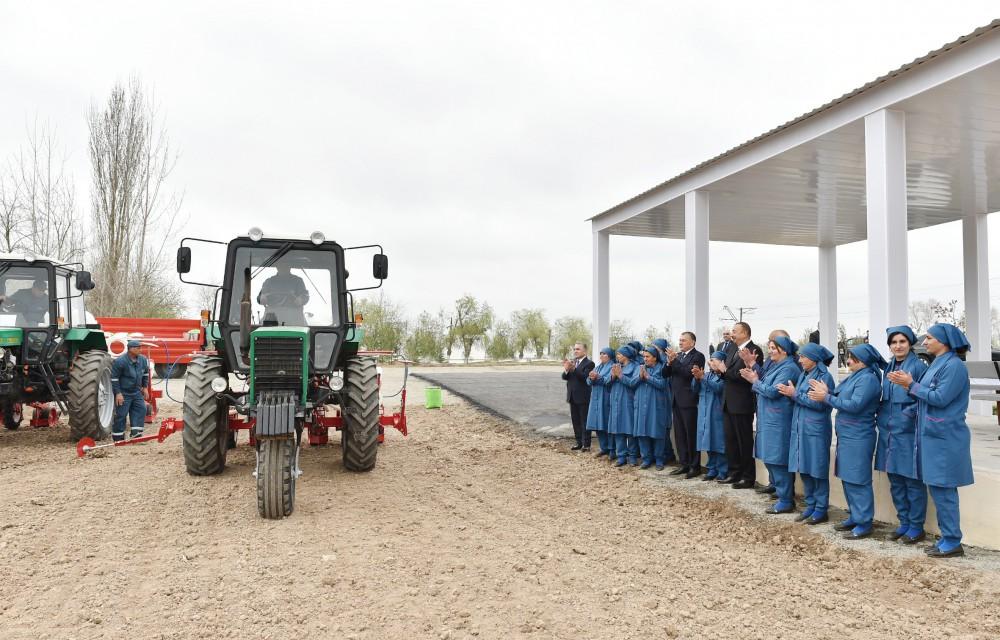 President Aliyev visits cotton plantation in Giragli village (PHOTO)