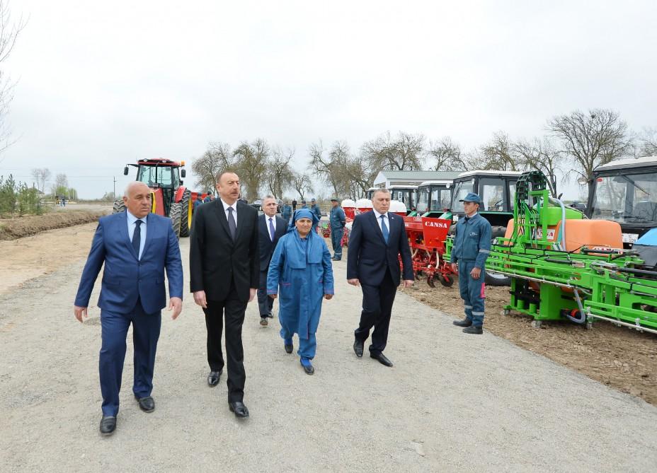 President Aliyev visits cotton plantation in Giragli village (PHOTO)
