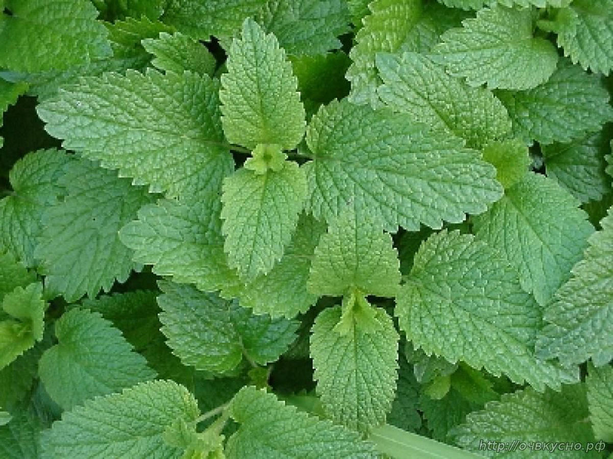 Azerbaijan to set up tea producers & exporters association
