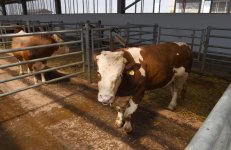 President Aliyev inaugurates Republican Artificial Insemination Center (PHOTO)