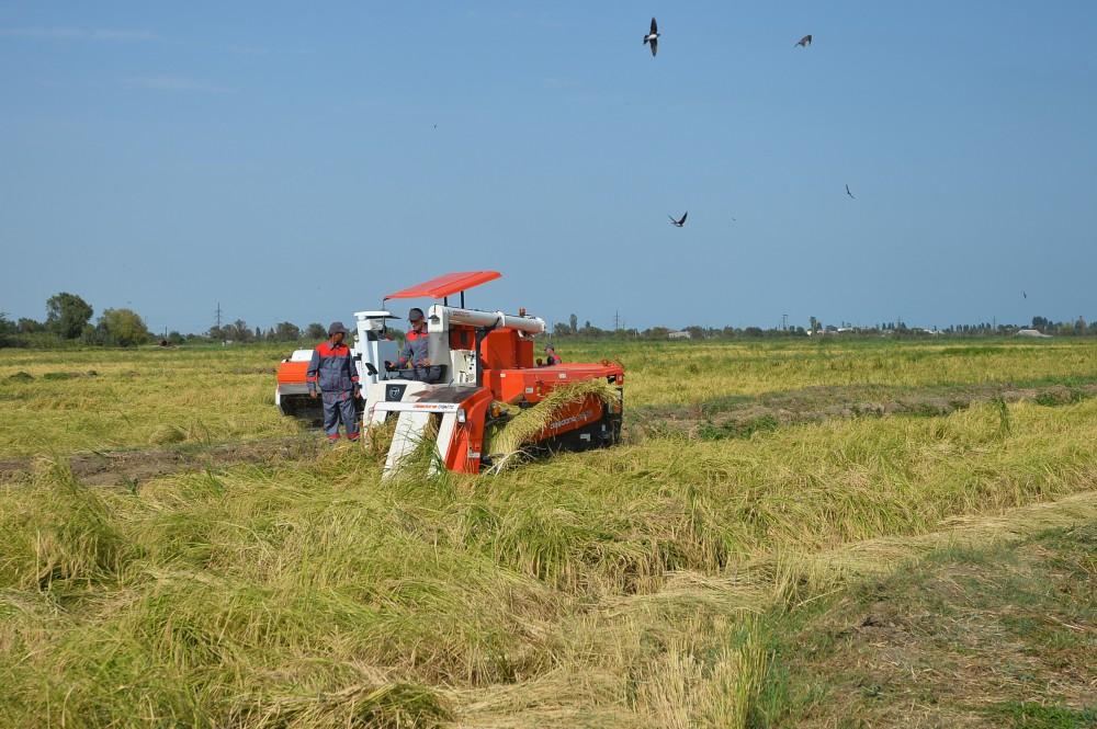 President Ilham Aliyev views rice paddies and opens rice plant in Lankaran (PHOTO)