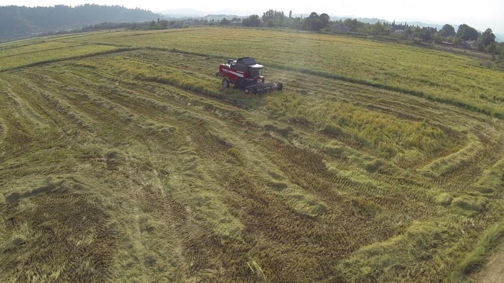 President Ilham Aliyev views rice paddies and opens rice plant in Lankaran (PHOTO)