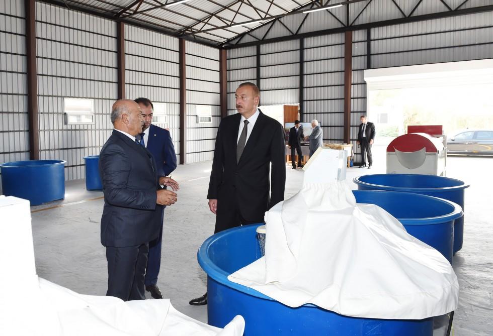 President Ilham Aliyev views rice paddies and opens rice plant in Lankaran (PHOTO)