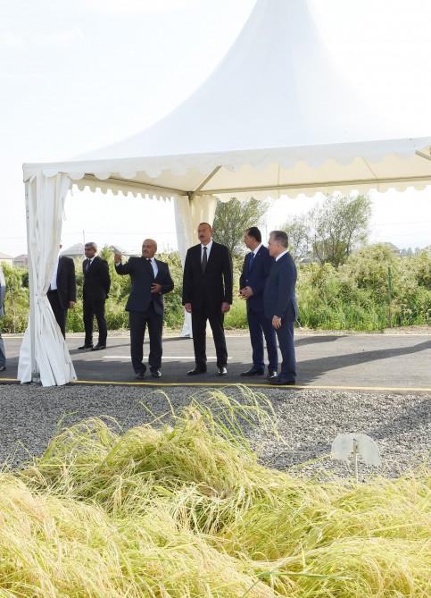 President Ilham Aliyev views rice paddies and opens rice plant in Lankaran (PHOTO)
