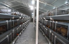 Ilham Aliyev visits poultry farm in Sabirabad district (PHOTO)