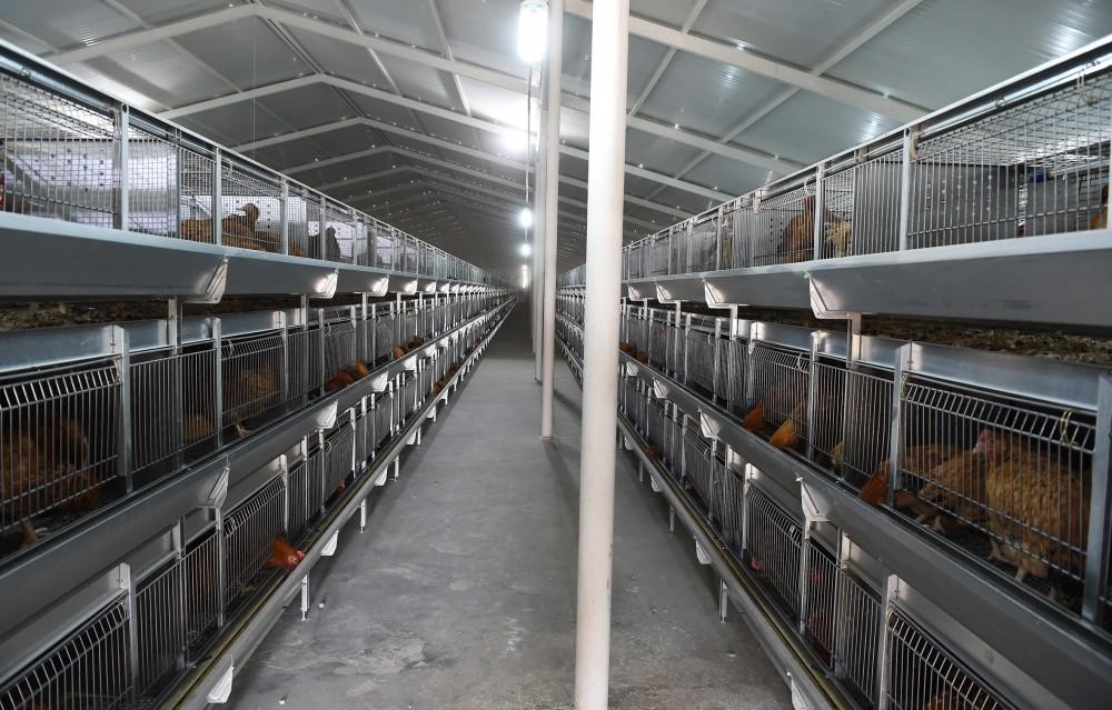 Ilham Aliyev visits poultry farm in Sabirabad district (PHOTO)