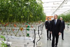 President Aliyev views work carried out in "Baku Agropark" in Zira settlement (PHOTO)