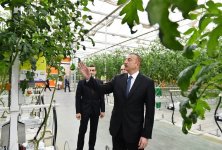 President Aliyev views work carried out in "Baku Agropark" in Zira settlement (PHOTO)