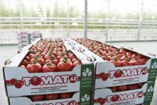 President Aliyev views work carried out in "Baku Agropark" in Zira settlement (PHOTO)