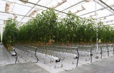 President Aliyev views work carried out in "Baku Agropark" in Zira settlement (PHOTO)