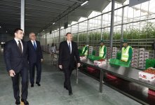 President Aliyev views work carried out in "Baku Agropark" in Zira settlement (PHOTO)