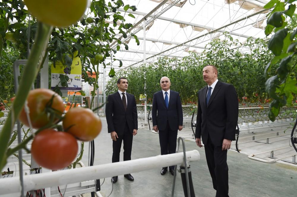 President Aliyev views work carried out in "Baku Agropark" in Zira settlement (PHOTO)