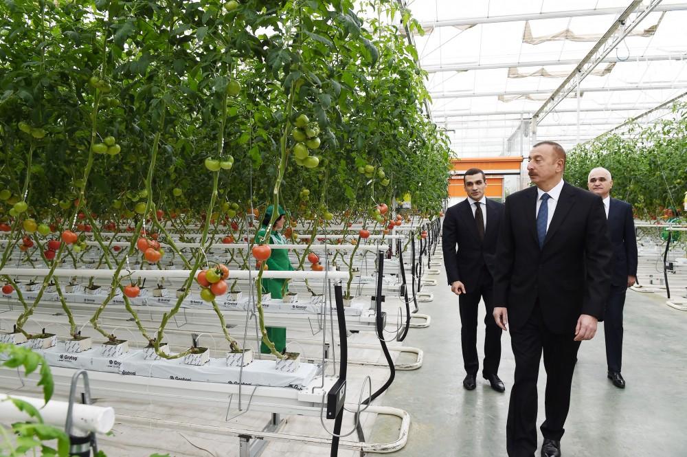 President Aliyev views work carried out in "Baku Agropark" in Zira settlement (PHOTO)