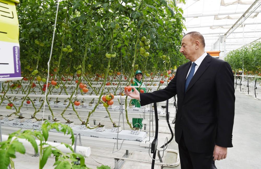 President Aliyev views work carried out in "Baku Agropark" in Zira settlement (PHOTO)