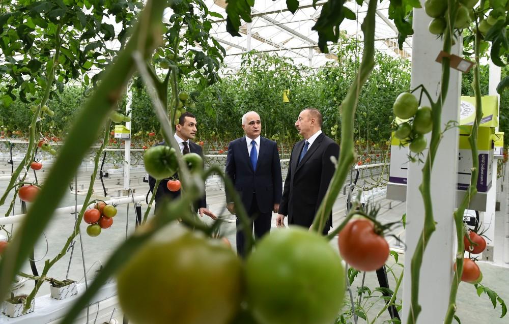 President Aliyev views work carried out in "Baku Agropark" in Zira settlement (PHOTO)