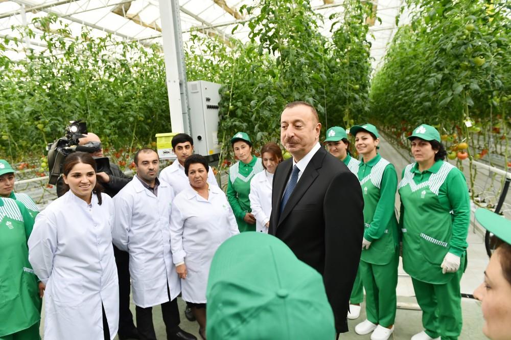 President Aliyev views work carried out in "Baku Agropark" in Zira settlement (PHOTO)