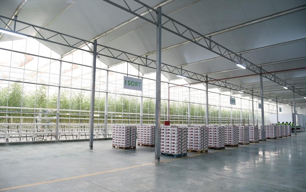 President Aliyev views work carried out in "Baku Agropark" in Zira settlement (PHOTO)
