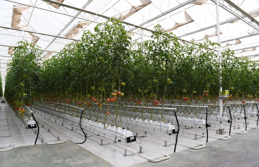 President Aliyev views work carried out in "Baku Agropark" in Zira settlement (PHOTO)