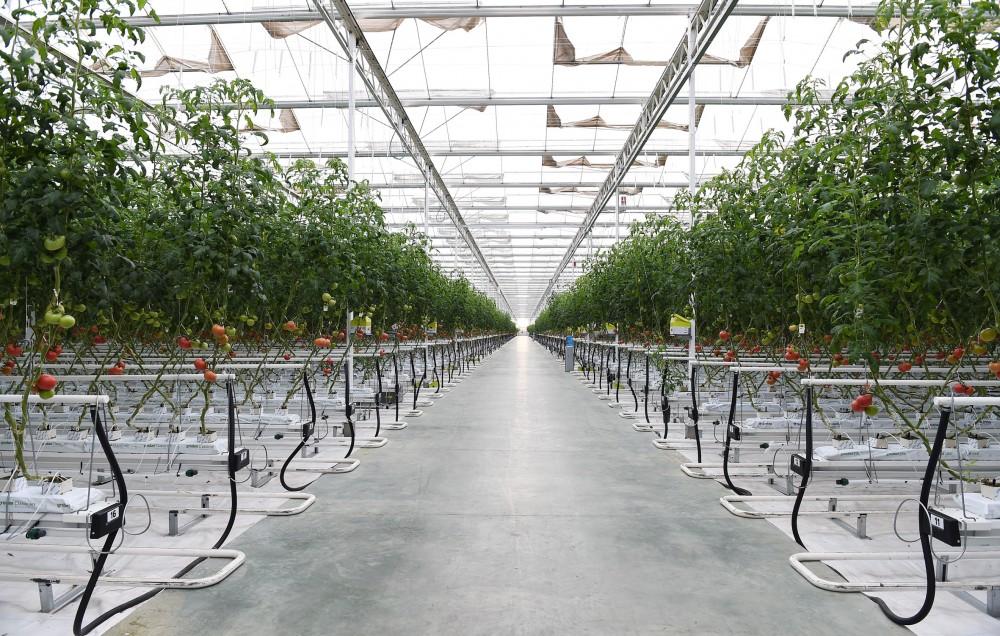 President Aliyev views work carried out in "Baku Agropark" in Zira settlement (PHOTO)