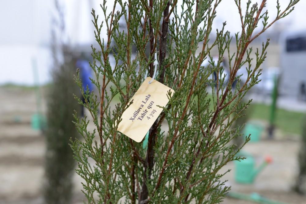 Leyla Aliyeva attends tree-planting event under Justice for Khojaly campaign (PHOTO)