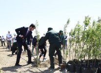 Ilham Aliyev, first lady attend tree-planting campaign on occasion of Azerbaijani national leader's birthday (PHOTO)