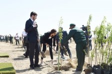 Ilham Aliyev, first lady attend tree-planting campaign on occasion of Azerbaijani national leader's birthday (PHOTO)