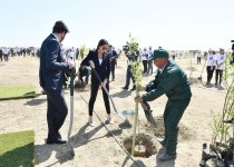 Ilham Aliyev, first lady attend tree-planting campaign on occasion of Azerbaijani national leader's birthday (PHOTO)