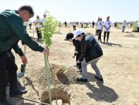 Ilham Aliyev, first lady attend tree-planting campaign on occasion of Azerbaijani national leader's birthday (PHOTO)