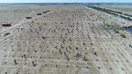 Ilham Aliyev, first lady attend tree-planting campaign on occasion of Azerbaijani national leader's birthday (PHOTO)