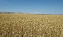 President Aliyev inaugurates Region Agro LLC in Goranboy (PHOTO)