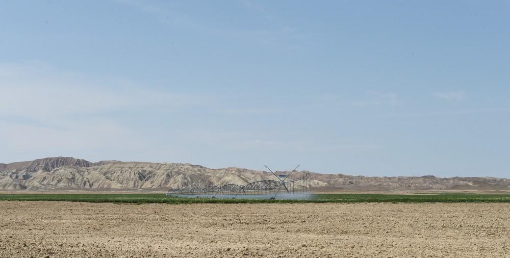 President Aliyev inaugurates Region Agro LLC in Goranboy (PHOTO)