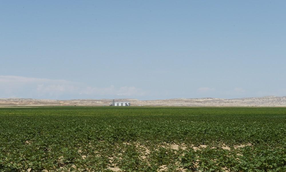 President Aliyev inaugurates Region Agro LLC in Goranboy (PHOTO)