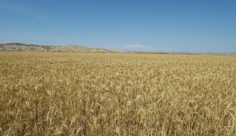 President Aliyev inaugurates Region Agro LLC in Goranboy (PHOTO)