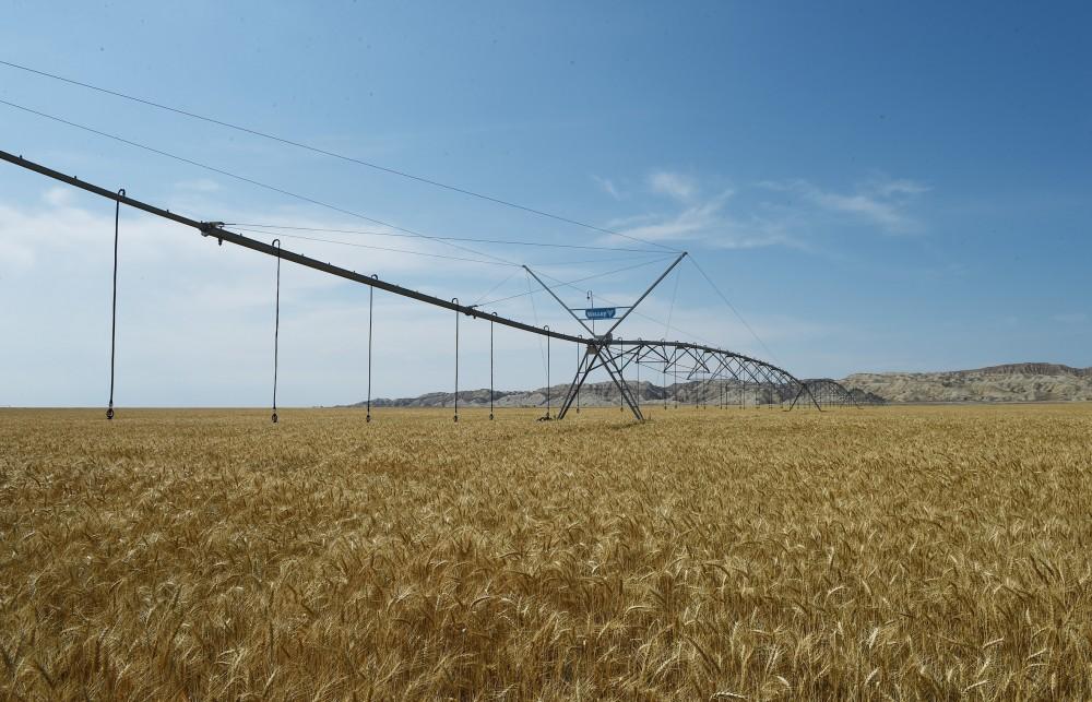 President Aliyev inaugurates Region Agro LLC in Goranboy (PHOTO)