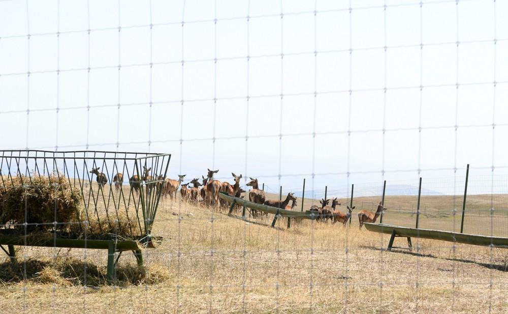 President Ilham Aliyev, first lady Mehriban Aliyeva visit Safari Park Shamakhi (PHOTO)