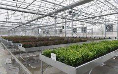 Azerbaijani president, first lady view sapling enterprise of Guba Scientific-Research Institute (PHOTO)