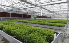 Azerbaijani president, first lady view sapling enterprise of Guba Scientific-Research Institute (PHOTO)