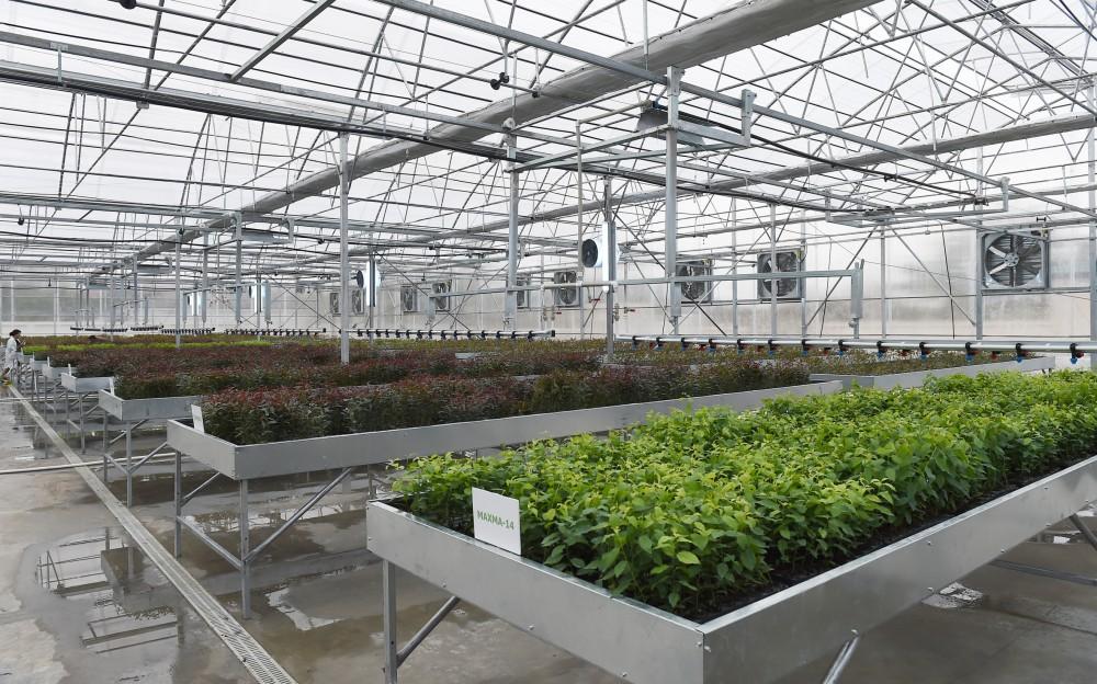 Azerbaijani president, first lady view sapling enterprise of Guba Scientific-Research Institute (PHOTO)