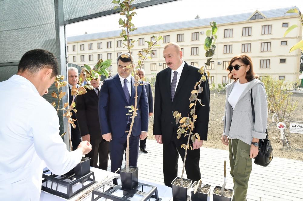 Azerbaijani president, first lady view sapling enterprise of Guba Scientific-Research Institute (PHOTO)